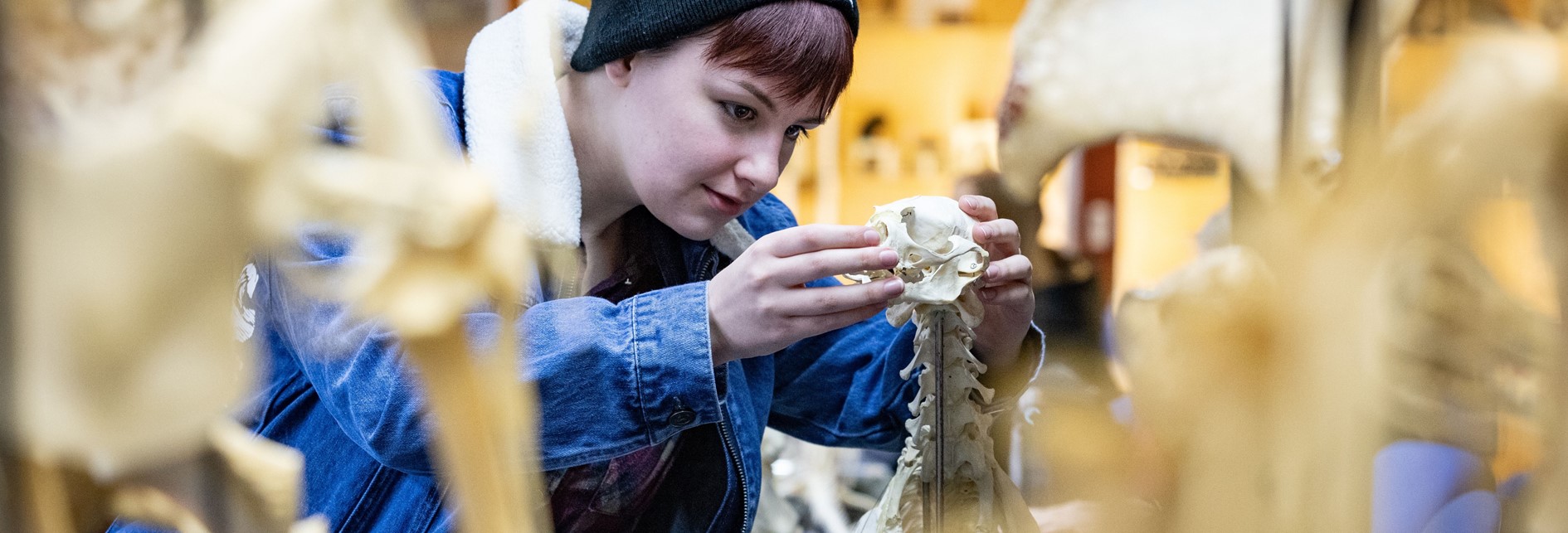 a student in a demin jacket looking closely at osteological material